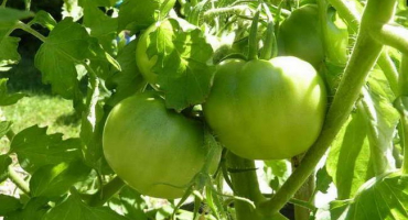 Rajčata jsou uložena, ale odmítají se červenat